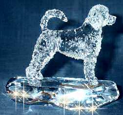Crystal Portuguese Water Dog Retriever Cut
